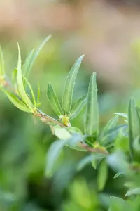 hedera helix 'sagittifolia' P9 - afbeelding 3