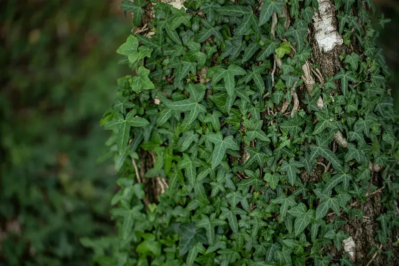 hedera helix 'sagittifolia' P9 - afbeelding 1