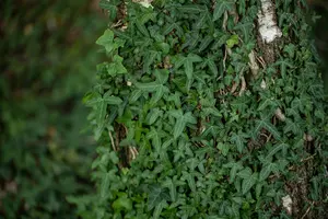 hedera helix 'sagittifolia' P9 - afbeelding 5