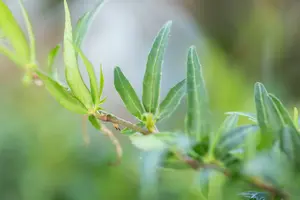 hedera helix 'sagittifolia' P9 - afbeelding 5