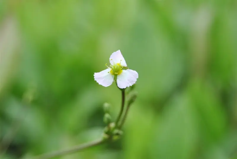sagittaria sagittifolia P9 - afbeelding 1