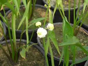 sagittaria sagittifolia P9 - afbeelding 2