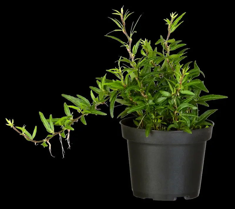 hedera helix 'sagittifolia' P9 - afbeelding 2