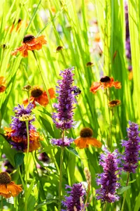 helenium hybr. 'sahin's early flowerer'® P9 - afbeelding 4