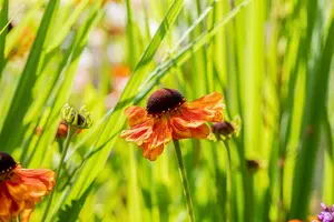 helenium hybr. 'sahin's early flowerer'® P9 - afbeelding 4
