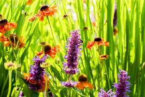 helenium hybr. 'sahin's early flowerer'® P9 - afbeelding 2
