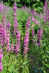 lythrum salicaria P9 - afbeelding 5