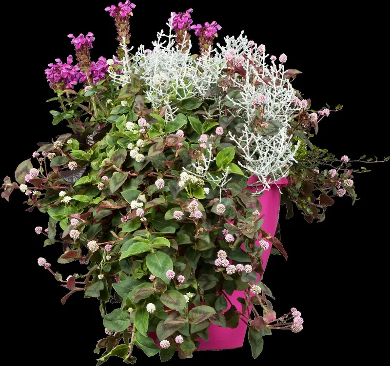 lythrum salicaria P9 - afbeelding 5