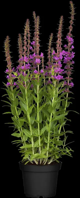 lythrum salicaria P9 - afbeelding 2