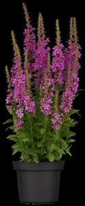 lythrum salicaria P9 - afbeelding 3