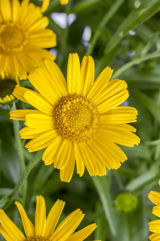 salicifolium - afbeelding 2