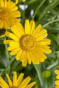 salicifolium - afbeelding 2