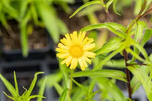 salicifolium - afbeelding 4