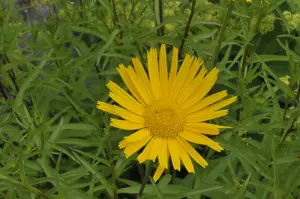 salicifolium - afbeelding 3