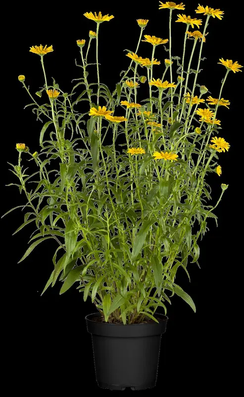 salicifolium - afbeelding 1