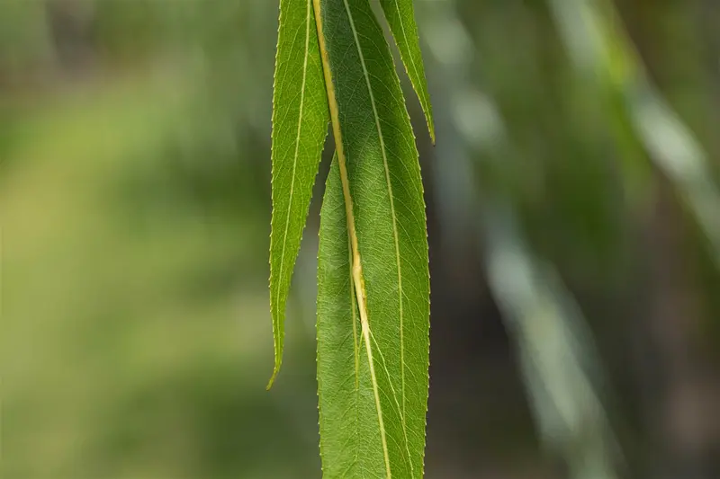 salix alba (60- 90cm) - afbeelding 1
