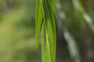 salix alba (60- 90cm) - afbeelding 5