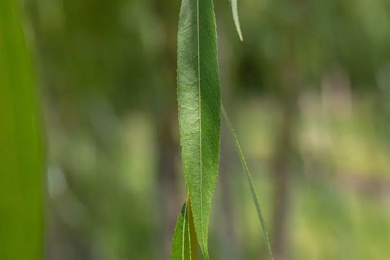 salix alba (60- 90cm) - afbeelding 2