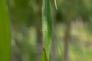 salix alba (60- 90cm) - afbeelding 2