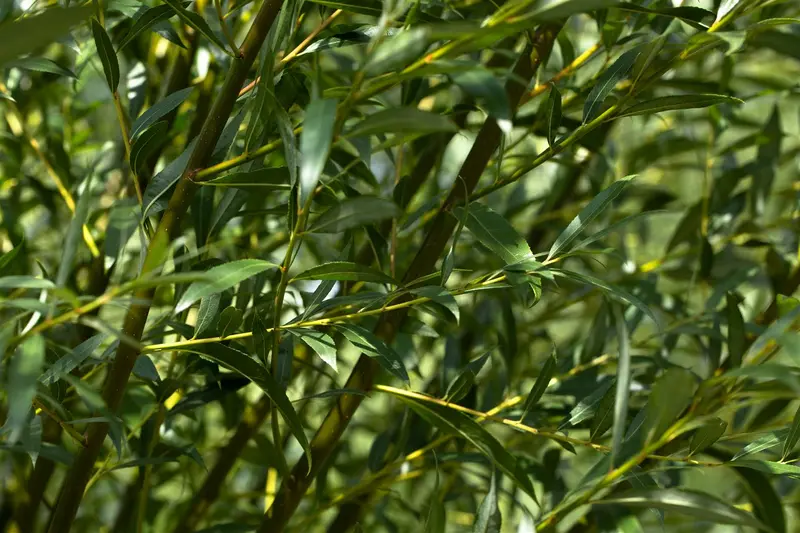 salix alba (60- 90cm) - afbeelding 3