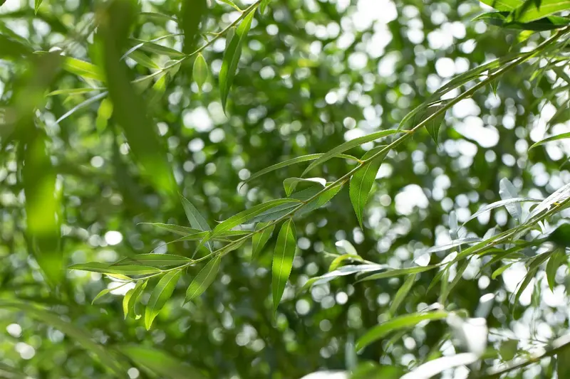 salix alba (60- 90cm) - afbeelding 4