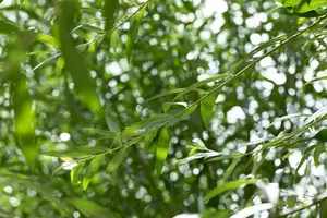 salix alba (60- 90cm) - afbeelding 4