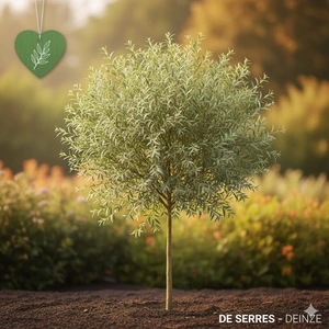 Salix alba 'Belders' 8/10 (HO)