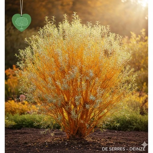 Salix alba 'Vitellina'  (60-100)