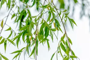 salix babylonica ( pendula) 8/10 C - afbeelding 2