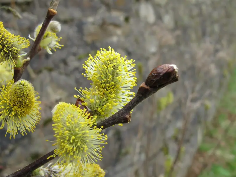 Salix caprea 40- 60   BW - afbeelding 4