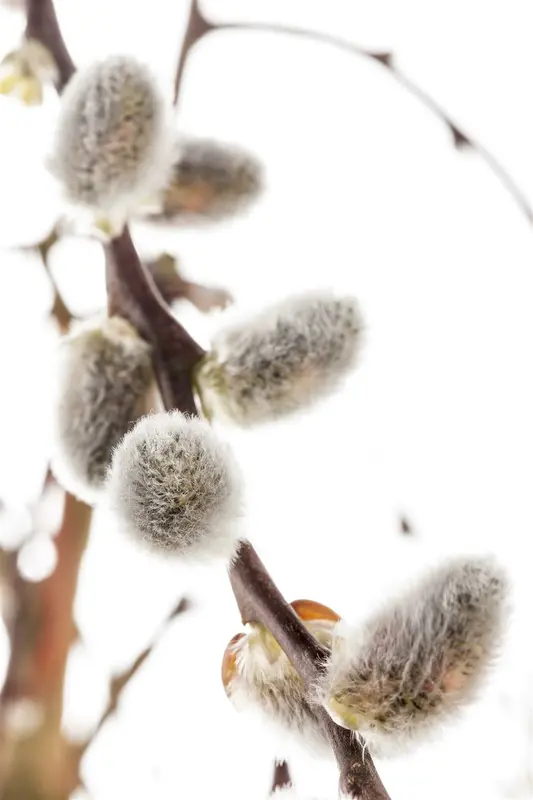 salix caprea (60- 90cm) - afbeelding 4