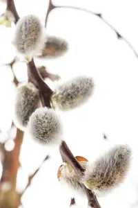 salix caprea (60- 90cm) - afbeelding 4