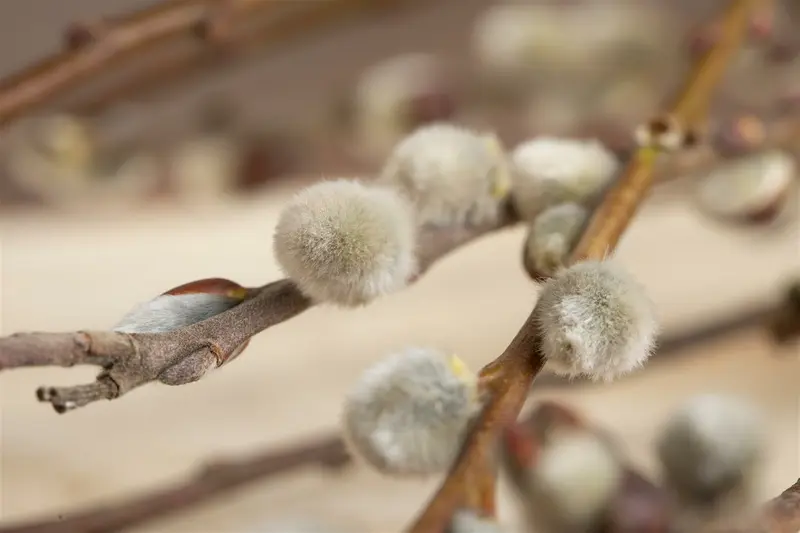 salix caprea (60- 90cm) - afbeelding 5