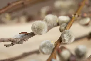 salix caprea (60- 90cm) - afbeelding 5