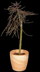 salix caprea (60- 90cm) - afbeelding 2