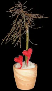 salix caprea (60- 90cm) - afbeelding 5