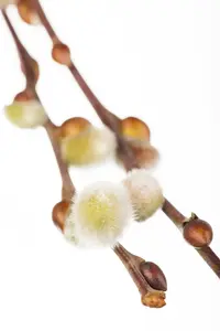 salix caprea (90-120 cm) - afbeelding 3