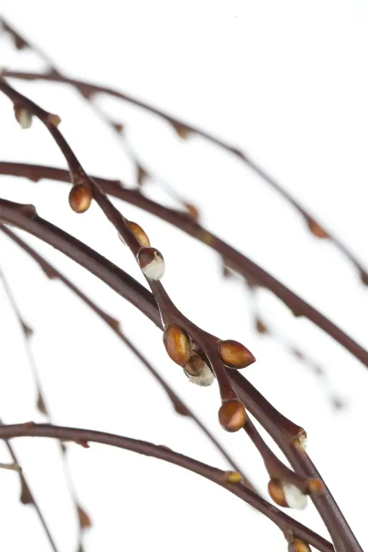 Pendula - afbeelding 2