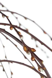 Pendula - afbeelding 2
