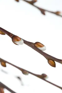 Pendula - afbeelding 4
