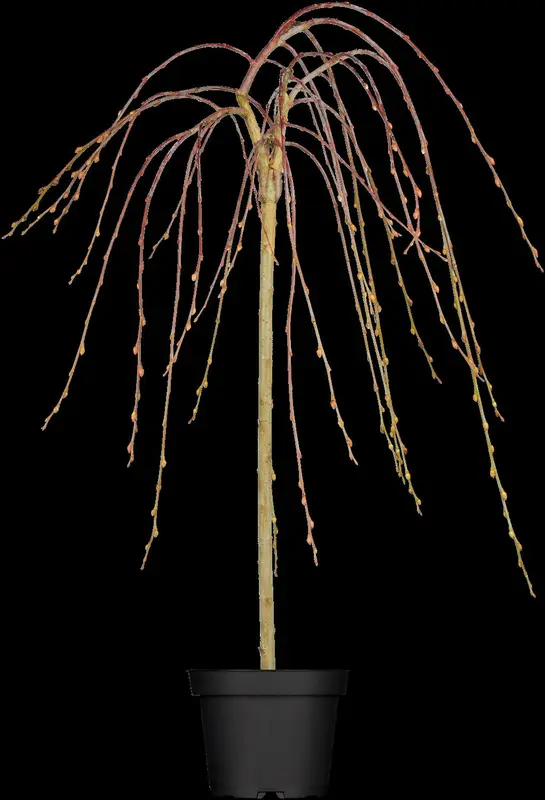 Pendula - afbeelding 1