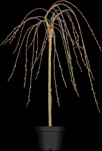 Pendula - afbeelding 5