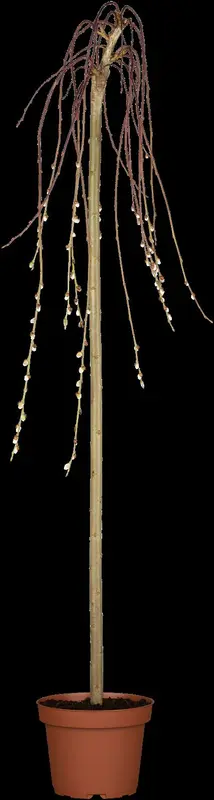 Pendula - afbeelding 5