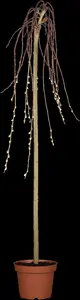 Pendula - afbeelding 5
