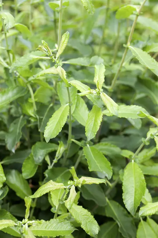 salix el. 'angustifolia' ('rosmarinifolia') (60- 90cm) BW