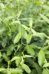 salix el. 'angustifolia' ('rosmarinifolia') (60- 90cm) BW