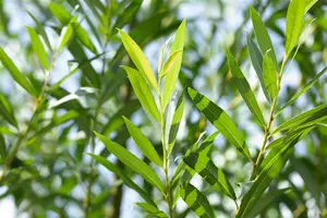 salix fragilis (60- 90cm)