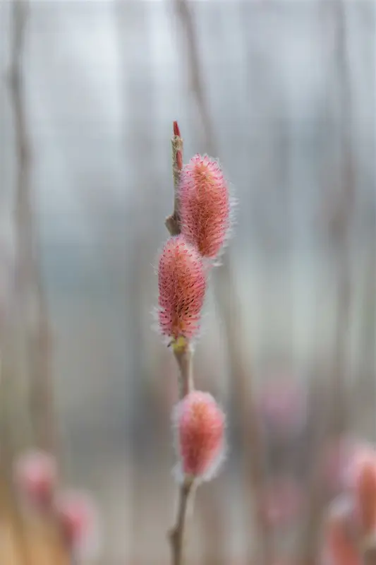 Salix grac. 'Mount Aso' 80-100   C35 EXTRA - afbeelding 2