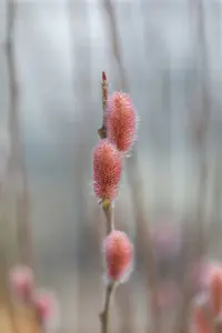 Salix grac. 'Mount Aso' 80-100   C35 EXTRA - afbeelding 2