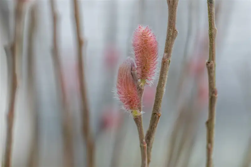 Salix grac. 'Mount Aso' 80-100   C35 EXTRA - afbeelding 1